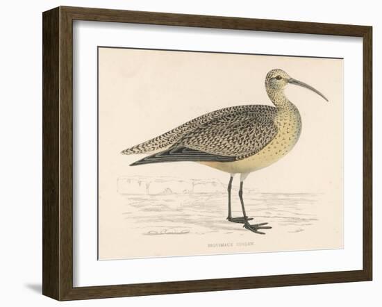 Eskimo Curlew-Reverend Francis O. Morris-Framed Art Print