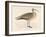 Eskimo Curlew-Reverend Francis O. Morris-Framed Art Print