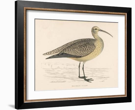 Eskimo Curlew-Reverend Francis O. Morris-Framed Art Print