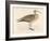 Eskimo Curlew-Reverend Francis O. Morris-Framed Art Print