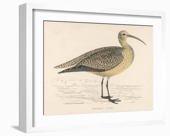 Eskimo Curlew-Reverend Francis O. Morris-Framed Art Print