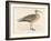 Eskimo Curlew-Reverend Francis O. Morris-Framed Art Print