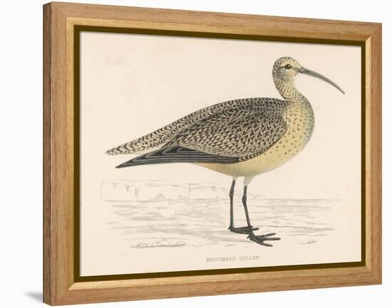 Eskimo Curlew-Reverend Francis O. Morris-Framed Stretched Canvas