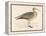 Eskimo Curlew-Reverend Francis O. Morris-Framed Stretched Canvas