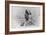 Eskimo Hunter with Polar Bear Photograph - Alaska-Lantern Press-Framed Art Print