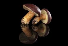 Edible Mushroooms-Eskymaks-Framed Photographic Print
