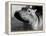 Esme, Two Month Old Hippopotamus, April 1973-null-Framed Premier Image Canvas