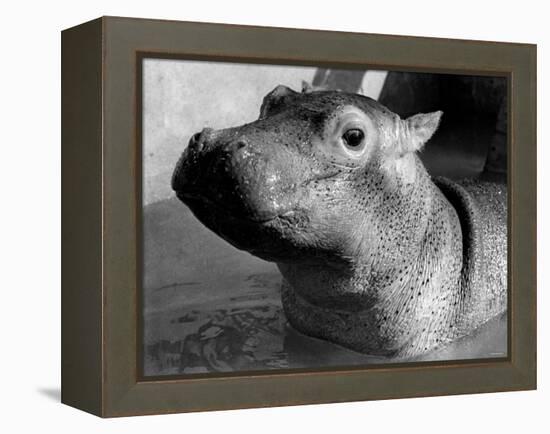Esme, Two Month Old Hippopotamus, April 1973-null-Framed Premier Image Canvas