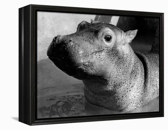 Esme, Two Month Old Hippopotamus, April 1973-null-Framed Premier Image Canvas