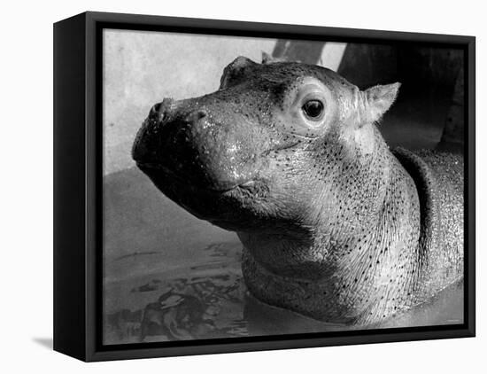 Esme, Two Month Old Hippopotamus, April 1973-null-Framed Premier Image Canvas