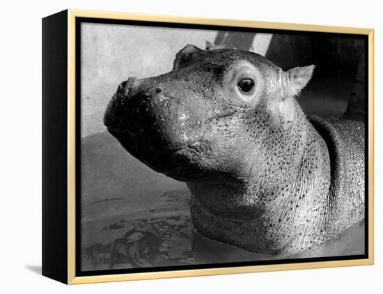 Esme, Two Month Old Hippopotamus, April 1973-null-Framed Premier Image Canvas