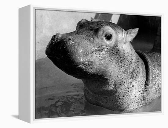 Esme, Two Month Old Hippopotamus, April 1973-null-Framed Premier Image Canvas