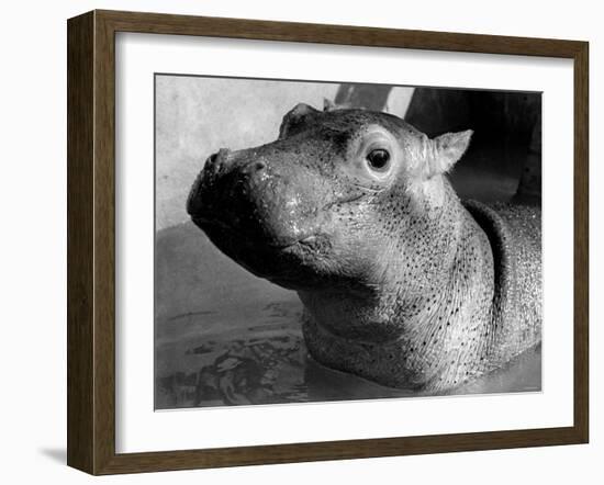 Esme, Two Month Old Hippopotamus, April 1973-null-Framed Photographic Print