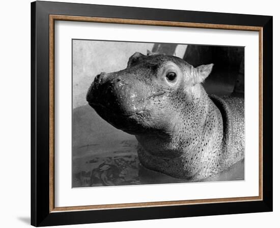 Esme, Two Month Old Hippopotamus, April 1973-null-Framed Photographic Print