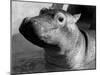 Esme, Two Month Old Hippopotamus, April 1973-null-Mounted Photographic Print