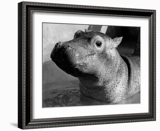 Esme, Two Month Old Hippopotamus, April 1973-null-Framed Photographic Print