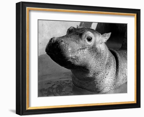 Esme, Two Month Old Hippopotamus, April 1973-null-Framed Photographic Print