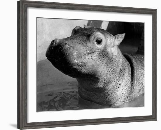 Esme, Two Month Old Hippopotamus, April 1973-null-Framed Photographic Print