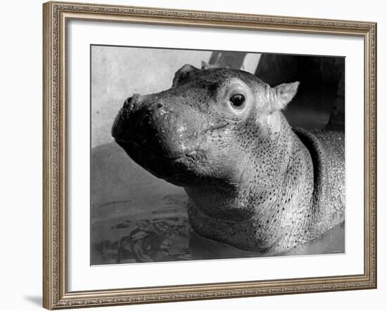 Esme, Two Month Old Hippopotamus, April 1973-null-Framed Photographic Print