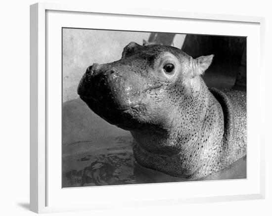 Esme, Two Month Old Hippopotamus, April 1973-null-Framed Photographic Print