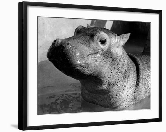 Esme, Two Month Old Hippopotamus, April 1973-null-Framed Photographic Print