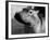 Esme, Two Month Old Hippopotamus, April 1973-null-Framed Photographic Print