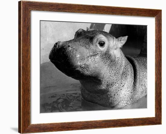 Esme, Two Month Old Hippopotamus, April 1973-null-Framed Photographic Print