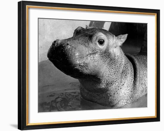 Esme, Two Month Old Hippopotamus, April 1973-null-Framed Photographic Print