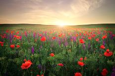 Field with Grass, Violet Flowers and Red Poppies against the Sunset Sky-ESOlex-Laminated Photographic Print