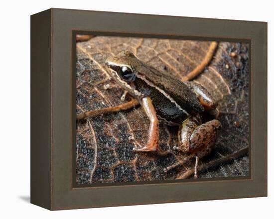 Espada's rocket frog on leaf, Tungurahua Province, Ecuador-Morley Read-Framed Premier Image Canvas