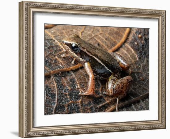 Espada's rocket frog on leaf, Tungurahua Province, Ecuador-Morley Read-Framed Photographic Print