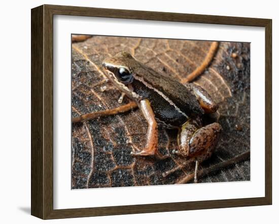 Espada's rocket frog on leaf, Tungurahua Province, Ecuador-Morley Read-Framed Photographic Print