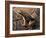 Espada's rocket frog on leaf, Tungurahua Province, Ecuador-Morley Read-Framed Photographic Print