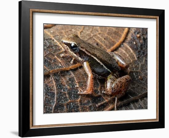 Espada's rocket frog on leaf, Tungurahua Province, Ecuador-Morley Read-Framed Photographic Print