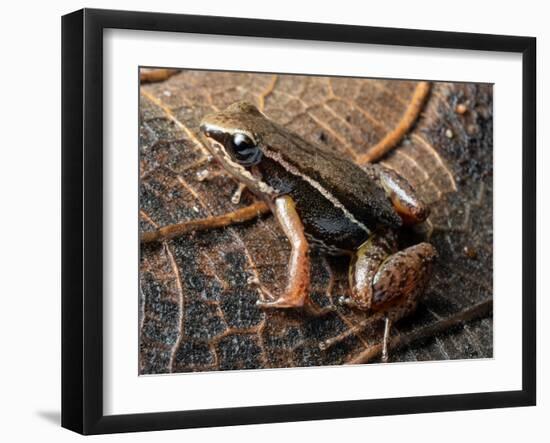 Espada's rocket frog on leaf, Tungurahua Province, Ecuador-Morley Read-Framed Photographic Print