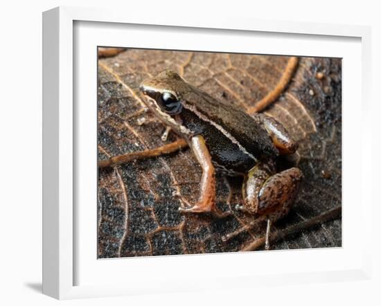 Espada's rocket frog on leaf, Tungurahua Province, Ecuador-Morley Read-Framed Photographic Print