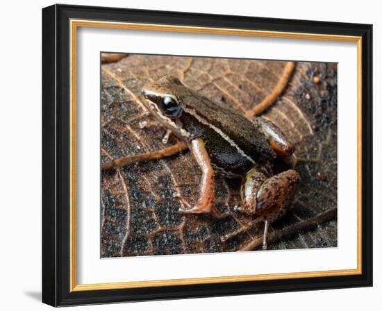 Espada's rocket frog on leaf, Tungurahua Province, Ecuador-Morley Read-Framed Photographic Print