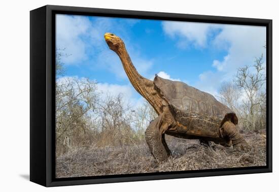Espanola giant Galapagos tortoise stretching its neck-Tui De Roy-Framed Premier Image Canvas