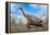 Espanola giant Galapagos tortoise stretching its neck-Tui De Roy-Framed Premier Image Canvas