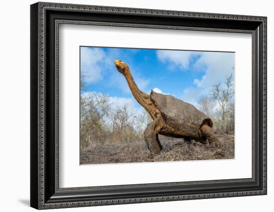 Espanola giant Galapagos tortoise stretching its neck-Tui De Roy-Framed Photographic Print