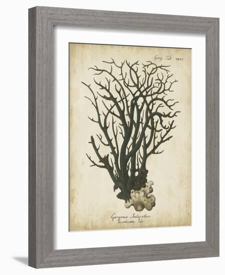 Esper Antique Coral I-Johann Esper-Framed Art Print