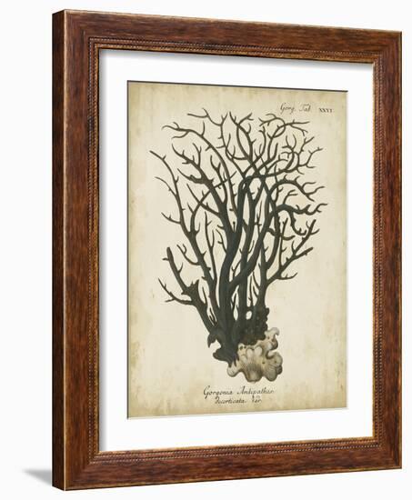 Esper Antique Coral I-Johann Esper-Framed Art Print