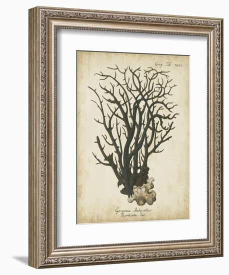 Esper Antique Coral I-Johann Esper-Framed Art Print