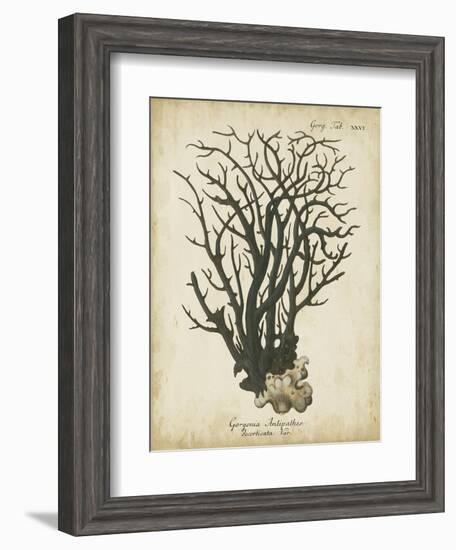 Esper Antique Coral I-Johann Esper-Framed Art Print