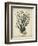 Esper Antique Coral I-Johann Esper-Framed Art Print