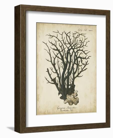 Esper Antique Coral I-Johann Esper-Framed Art Print