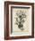 Esper Antique Coral I-Johann Esper-Framed Art Print