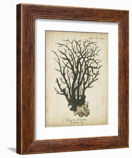 Esper Antique Coral I-Johann Esper-Framed Art Print