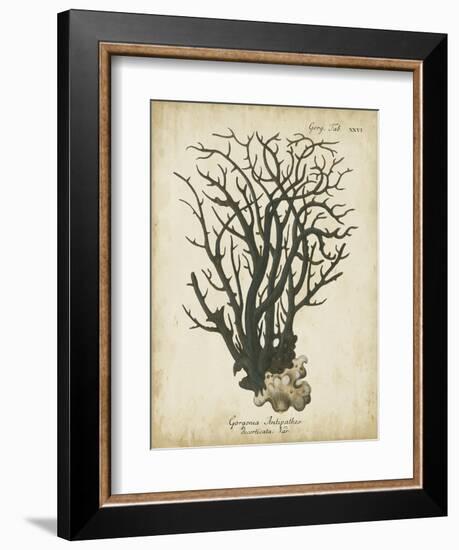 Esper Antique Coral I-Johann Esper-Framed Art Print
