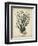 Esper Antique Coral I-Johann Esper-Framed Art Print